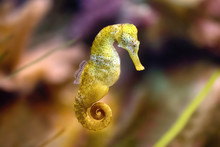 Slim Seahorse In The Aquarium (Hippocampus Reidi)