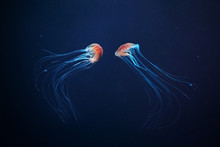 Two Jellyfish Swimming At The Bottom Of The Sea