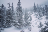 Fototapeta Las - Stone hill among the pine forest in foggy weather frosty winter season