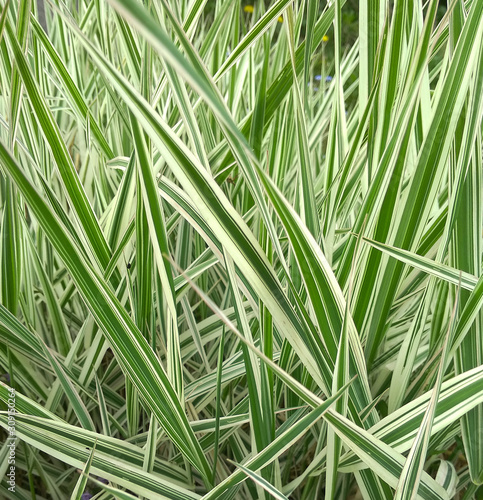 Fotografía Striped green grass Variegated Sedge 'Ice Dance' (Carex morrowii, foliosissima) with dew drops