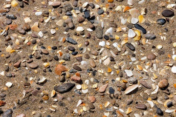 Wall Mural - sea shells on sand background