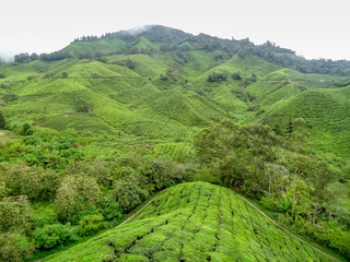 Wall Mural - Tea plantation in Malaysia