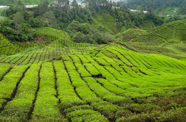 Wall Mural - Tea plantation in Malaysia