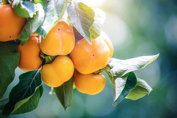 ripe persimmons fruit hanging on persimmon branch tree