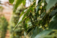 Black Pepper Plants Growing On Plantation In Asia. Ripe Green Peppers On A Trees. Agriculture In Tropical Countries. Pepper On A Trees Before Drying.