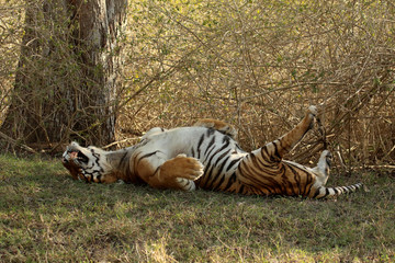 Wall Mural - male tiger, panthera tigris, bandipur national park, karnataka, india
