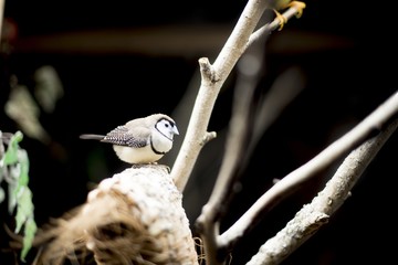 Canvas Print - Selective focus shot of a small bird on a wooden surface