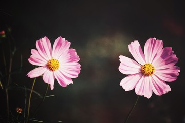 beautiful of pink cosmos flowers