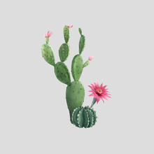 Beautiful Watercolor Cactus Vector Combination. Hand Drawn Stock Illustrations. White Background. Isolated Objects.