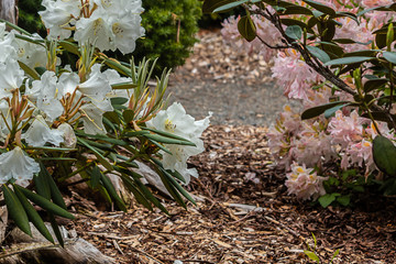 Sticker - white and pink petals of rhododendrons in full bloom