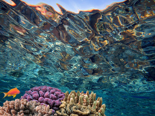 Coral reef, refraction. Red Sea