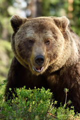 Wall Mural - big male brown bear portrait at summer in forest