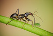 Nützliches Insekt frisst Schädling, Nützling tötet Schädling, Ameisensichelwanze saugt Blattlaus aus, Himacerus mirmicoides saugt Schädling leer, Ameisenähnlichen Wanze verspeisst Schädling