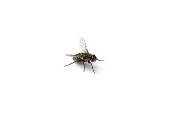 fly isolated on white background.