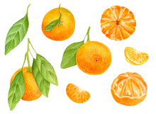 Watercolor Tangerine Set. Hand Drawn Botanical Illustration Of Peeled Mandarins, Citrus Fruits With Leaves And Slices. Clipart Elements Isolated On White Background.