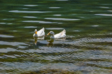 Two White Heavy Ducks, American Pekin Also Known As The Aylesbury Or Long Island Duck