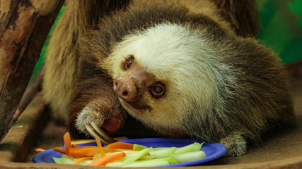 Cute closeup of a two toed sloth who is about to eat its food. Sloth sanctuary in Limon, Costa Rica.