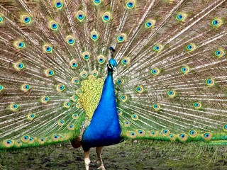 Feathers in a wheel of a male peacock bird