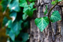 Closeup Of Large Green Leaves On A Tree Branch With Leaves And Trees On A Blurry Background