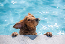 Golden Retriever Playing In The Pool