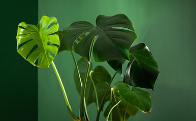 Tropical flower monstera plant with large leaves on a background of green wall. The concept of nature