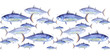 Seamless pattern of school of striped tuna, skipjack tuna. Watercolor illustration fish border on white background