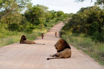 Wall Mural - Group of magnificent lions on a gravel road surrounded by grassy fields and trees