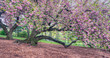 Japanese cherry tree in spring