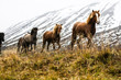 Troupeau de chevaux islandais au trot de face