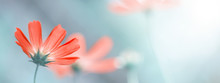 Delicate Floral Spring Or Summer Border. Beautiful Cosmos Flowers On A Blurred Natural Background. Soft Selective Focus.