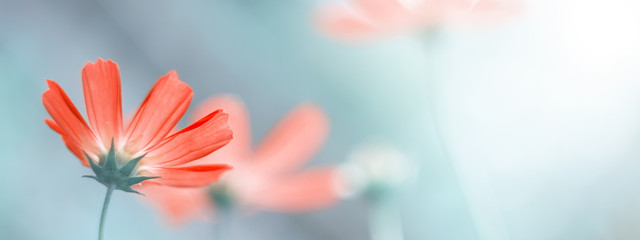 Delicate floral spring or summer border. Beautiful cosmos flowers on a blurred natural background. Soft selective focus.