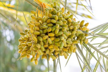 Wall Mural - Bunch of unripe dates on a palm tree, closeup