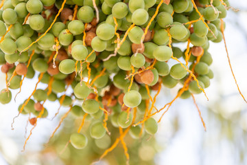 Wall Mural - Bunch of unripe dates on a palm tree, closeup