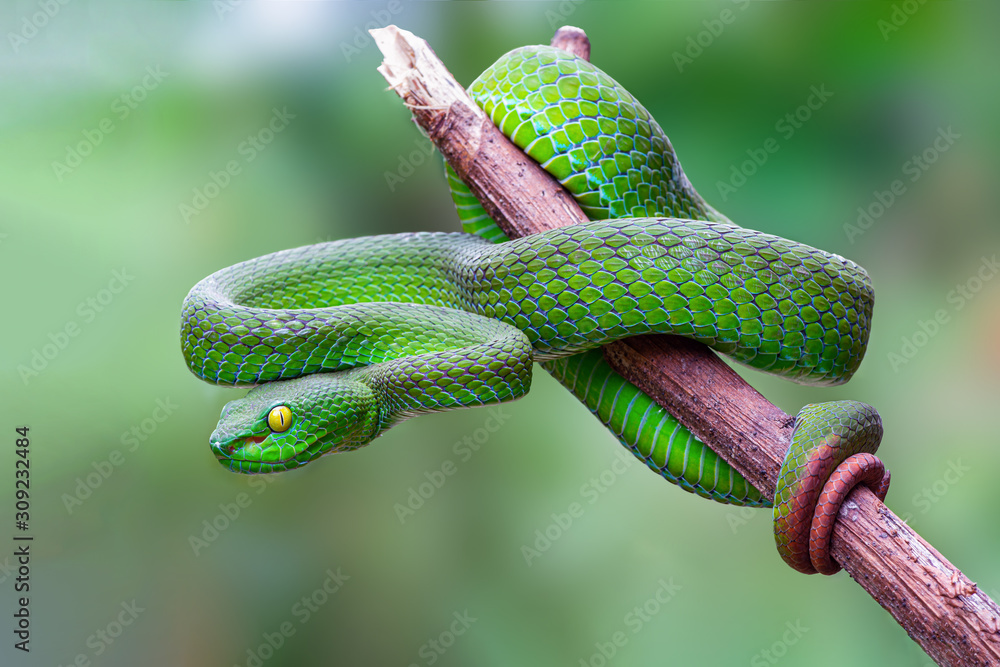 Large-eyed Pit Viper or Trimeresurus macrops, beautiful green snake coiling resting on tree branch with green background , Thailand. - obrazy, fototapety, plakaty 