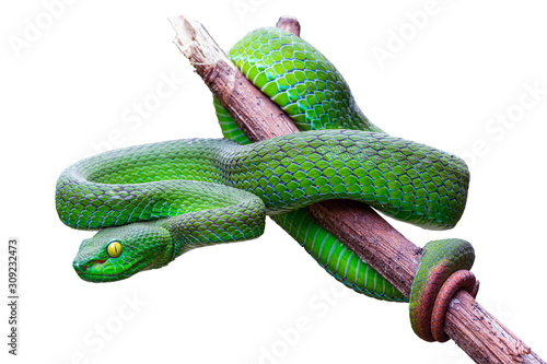 Cuadros en Lienzo Large-eyed Pit Viper or Trimeresurus macrops, beautiful green snake coiling resting on tree branch with white background and clipping path