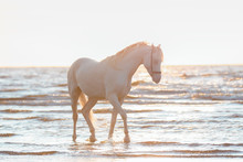 A Beautiful White Horse With A Long Mane Splashing In The Water Against The Sunset