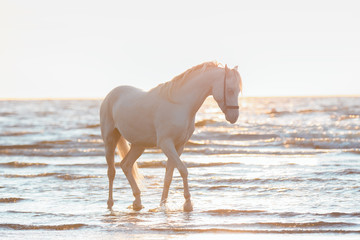 A beautiful white horse with a long mane splashing in the water against the sunset