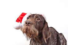 Dog  German Wirehaired Pointer In Red Santa Claus Cap Isolated In White