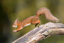 Jumping Red Squirrel Carrrying Nut In Mouth