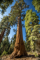 Sequoia National Park. California. USA.