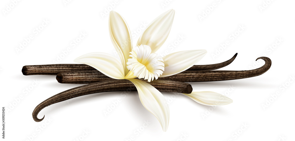 Vanilla flower with dried vanilla sticks and petal. Realistic food cooking condiment. Aromatic seasoning ingredient for cookery and sweet baking, Isolated white background. Eps10 vector illustration. - obrazy, fototapety, plakaty 