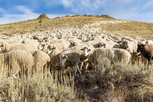 Flock Of Sheep On Hill In Ketchum, Idaho, USA