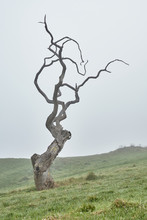 Tree On The Hill In Fog
