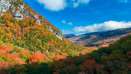 Wall Mural - Autumn gold color forest aerial view.