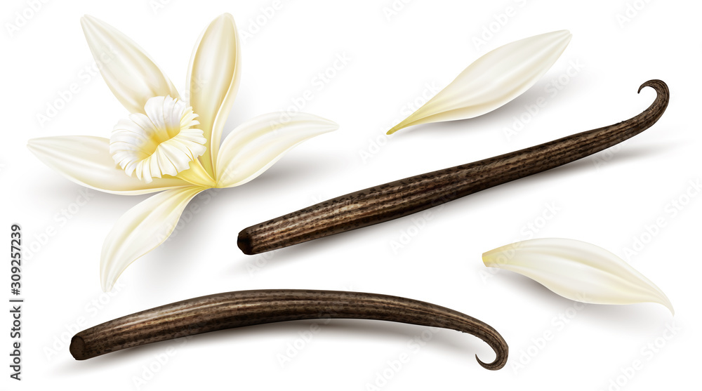 Set of Vanilla flower with dried vanilla sticks and petals. Realistic food cooking condiment. Aromatic seasoning ingredient for cookery and sweet baking, Isolated white. Vector illustration. - obrazy, fototapety, plakaty 