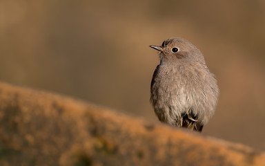 Black Redstart Perched