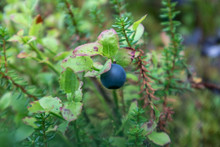 Wild Blueberry Berries In Finnish Forest. Food Gathering. Natural Ingredients. Nice Close-up Macro Background
