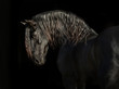 Portrait of big black horse on black backround