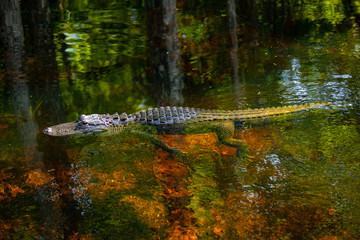 Wall Mural - Alligator head. Everglades National Park. Florida. USA. 