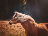 Fototapeta Big Ben - Pferd in den Bergen 03